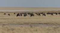 Namibia - Etosha Nationalpark
