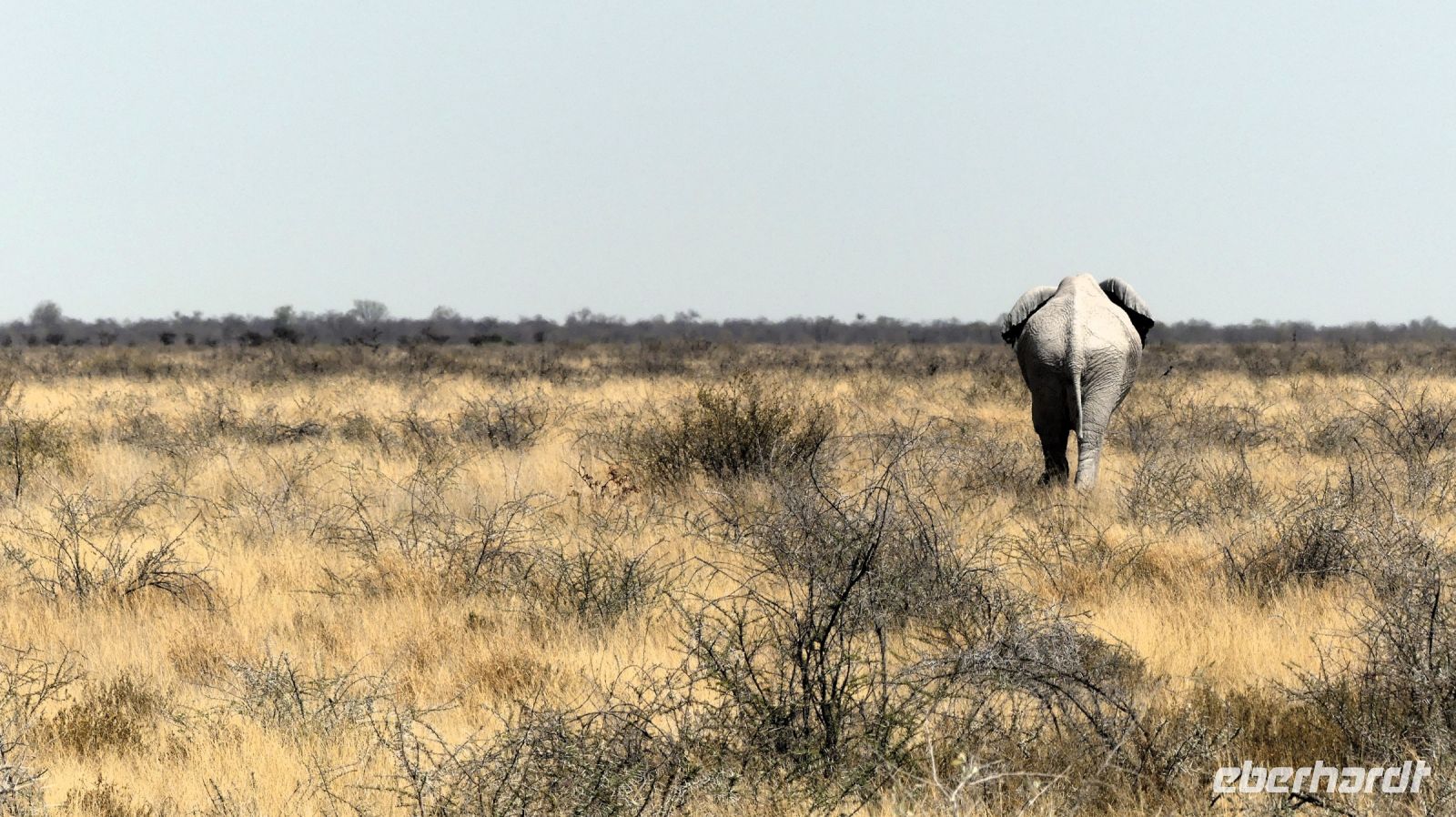Namibia - Etosha Nationalpark