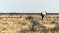 Namibia - Etosha Nationalpark