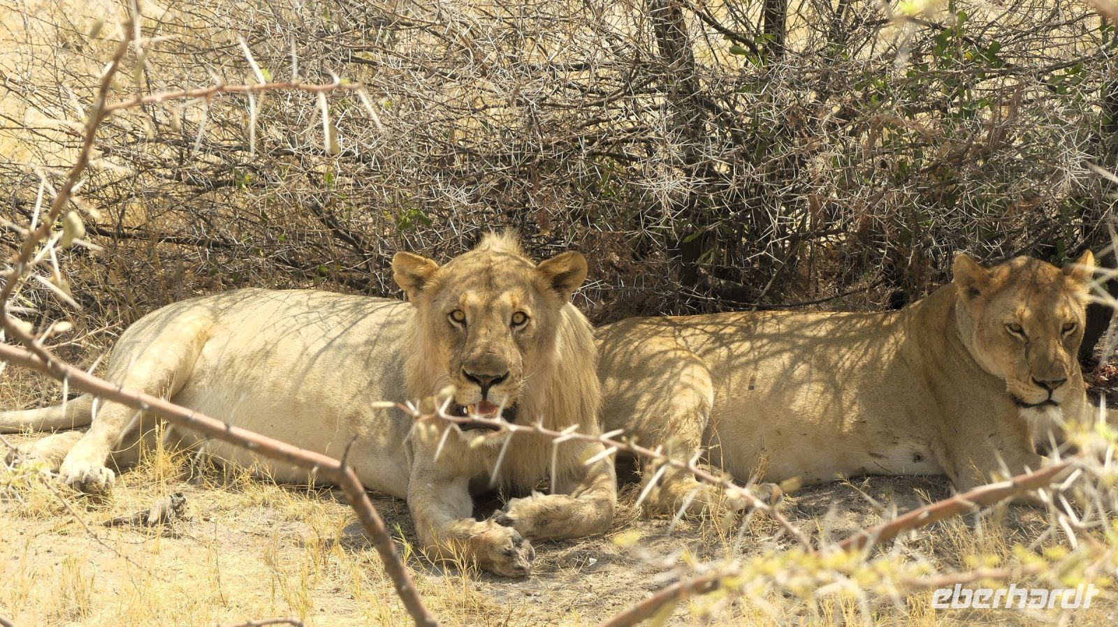 Namibia - Etosha Nationalpark - Löwenpaar