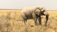 Namibia - Etosha Nationalpark - einsamer Elefant