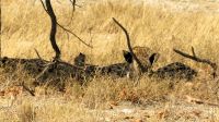 Namibia - Etosha Nationalpark - Geparden