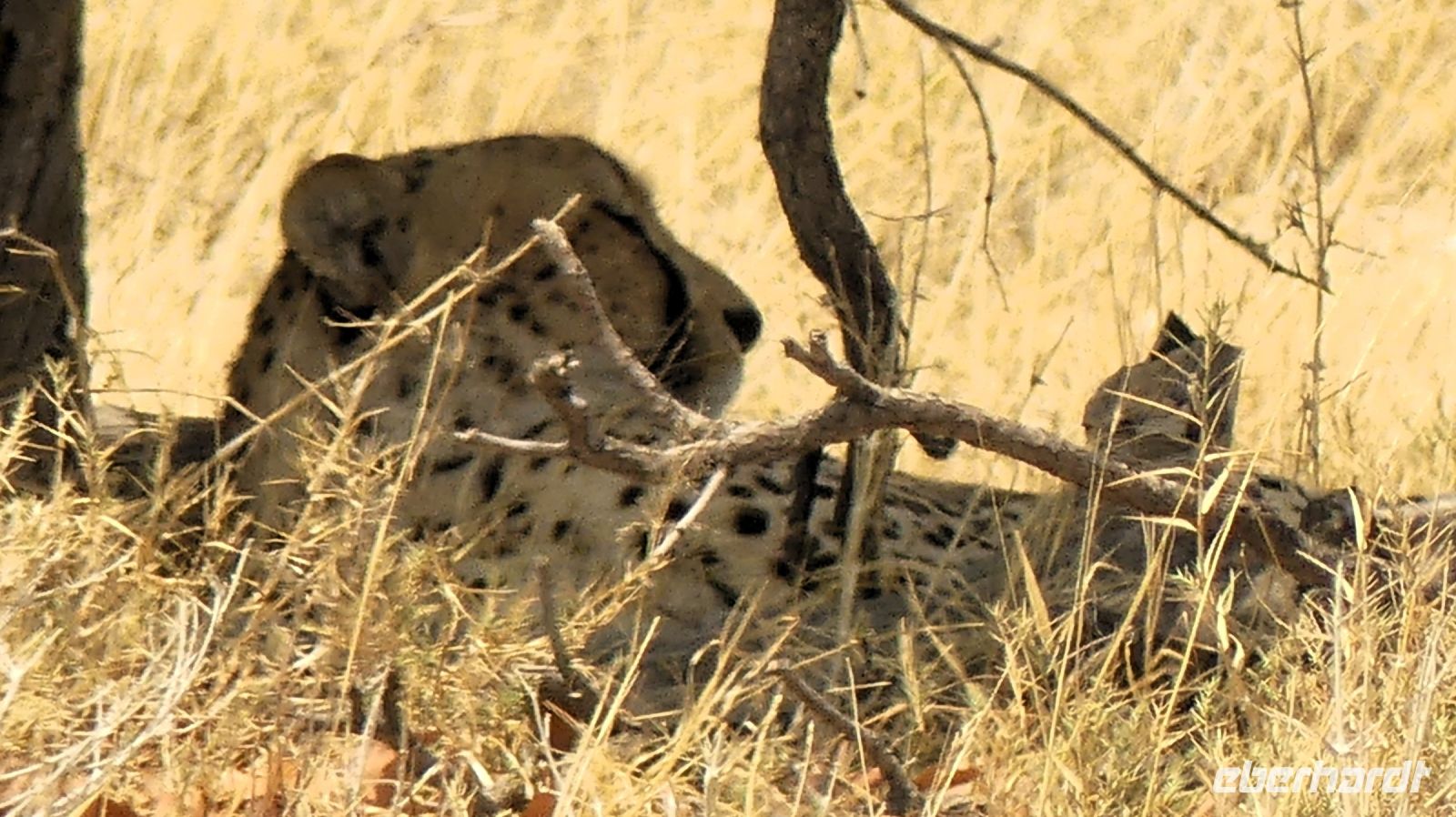 Namibia - Etosha Nationalpark - Geparden