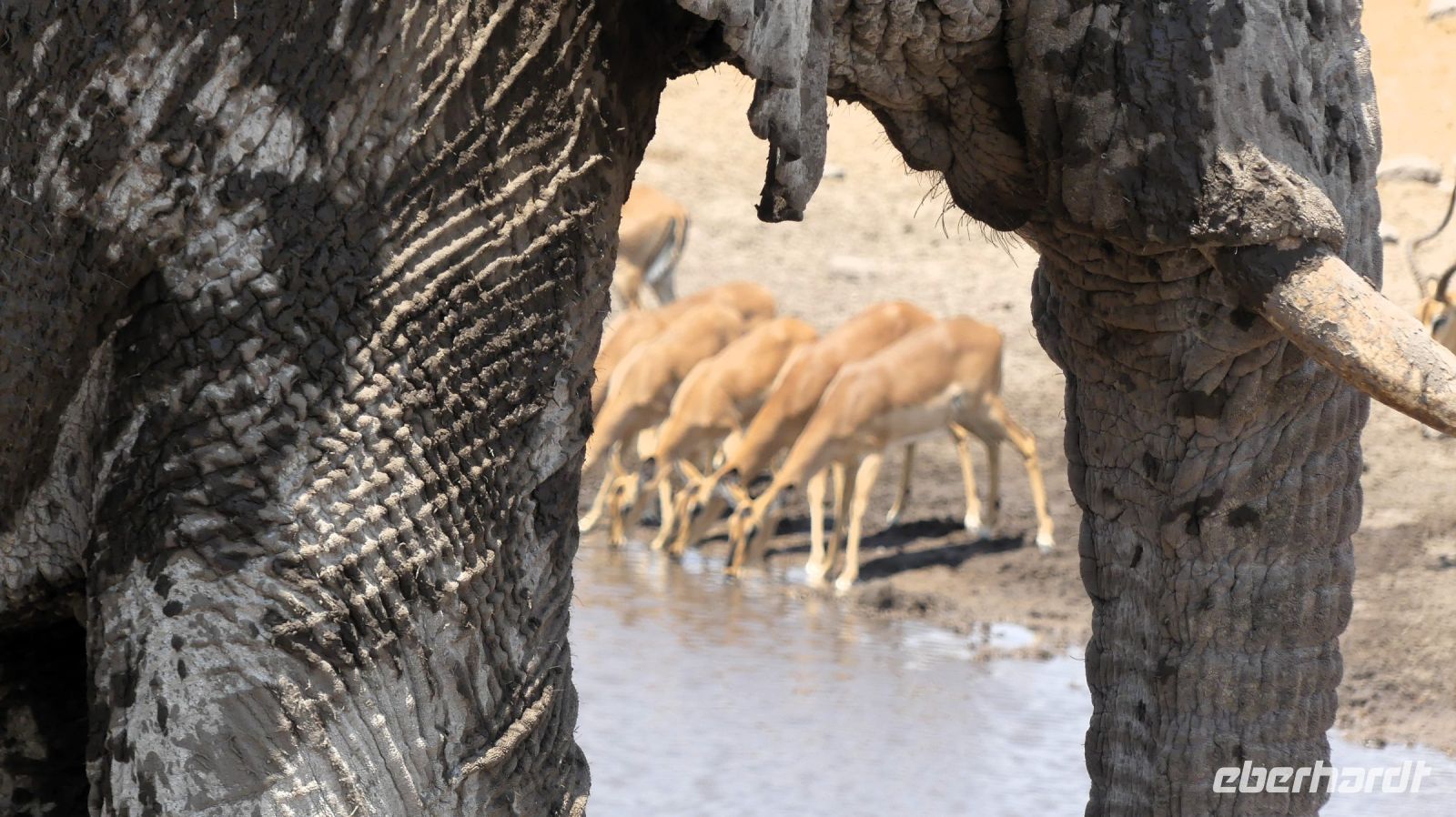 Namibia - Etosha Nationalpark - etwas andere Perspektive