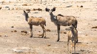 Namibia - Etosha Nationalpark - Kudu-Familie