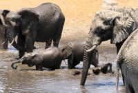 Namibia - Etosha Nationalpark - Elefanten Bad