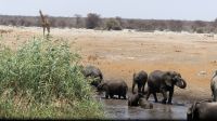 Namibia - Etosha Nationalpark - am Wasserloch