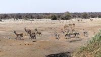Namibia - Etosha Nationalpark - am Wasserloch