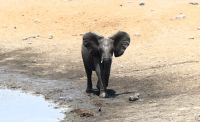 Namibia - Etosha Nationalpark - Junior jagt Waffenkiebitz