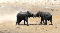 Namibia - Etosha Nationalpark - Juniors beim Raufen