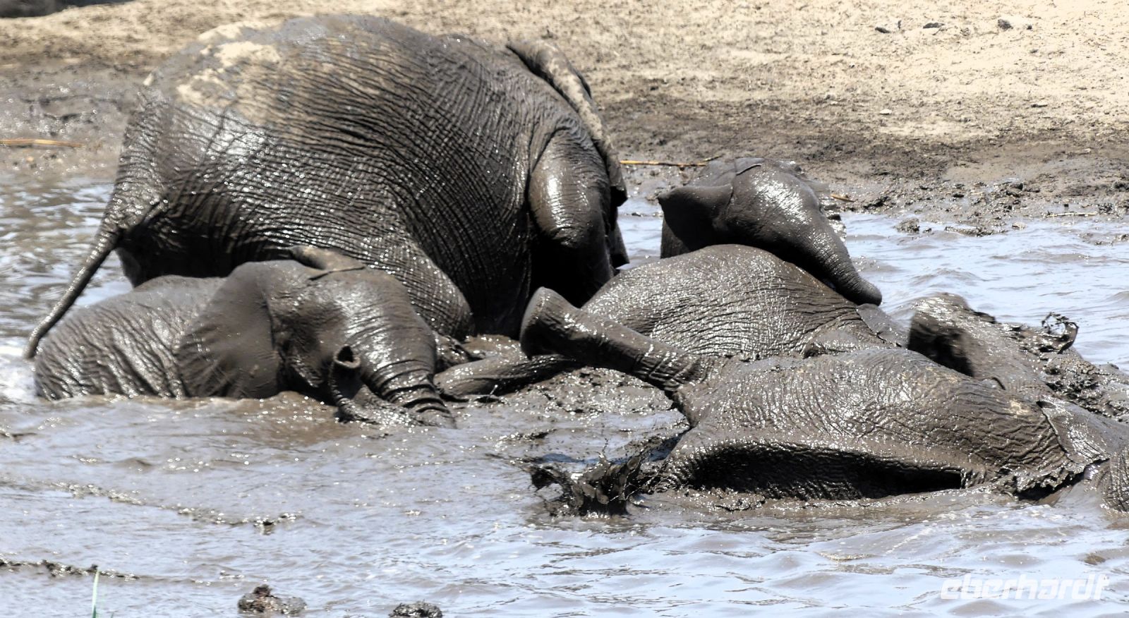 Namibia - Etosha Nationalpark - Elefanten Bad