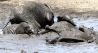Namibia - Etosha Nationalpark - Elefanten Bad