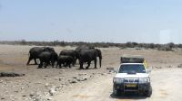 Namibia - Etosha Nationalpark - geordneter Rückzug