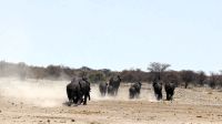 Namibia - Etosha Nationalpark - geordneter Rückzug
