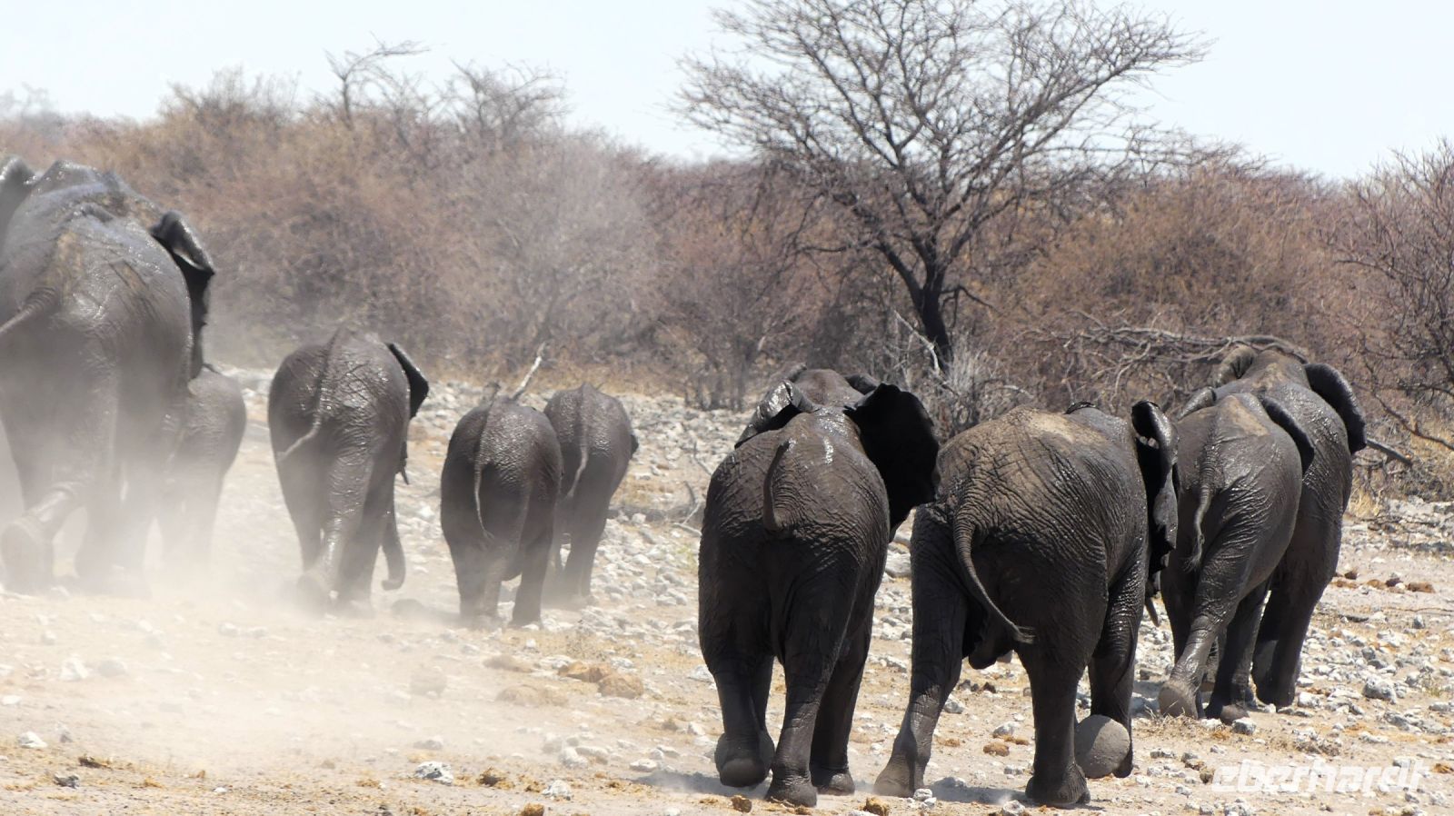 Namibia - Etosha Nationalpark - geordneter Rückzug