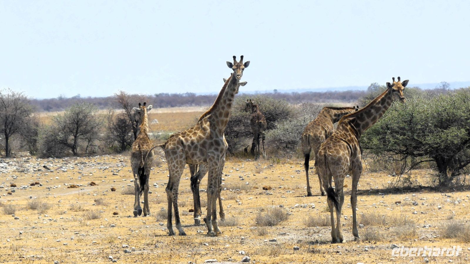 Namibia - Etosha Nationalpark - Giraffen-Parade