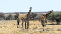 Namibia - Etosha Nationalpark - Giraffen-Parade