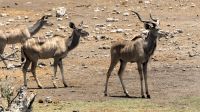 Namibia - Etosha Nationalpark - Kudus