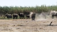 Namibia - Etosha Nationalpark - Elefanten am Camp Namutoni