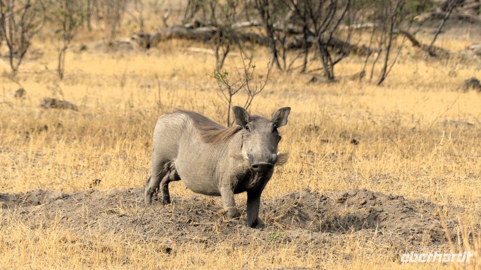 Namibia - Gabus Game Ranch  - Pumba