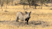 Namibia - Gabus Game Ranch  - Pumba