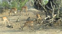 Namibia - Buffalo Park - Impalas und Meerkatzen beim Frühstück