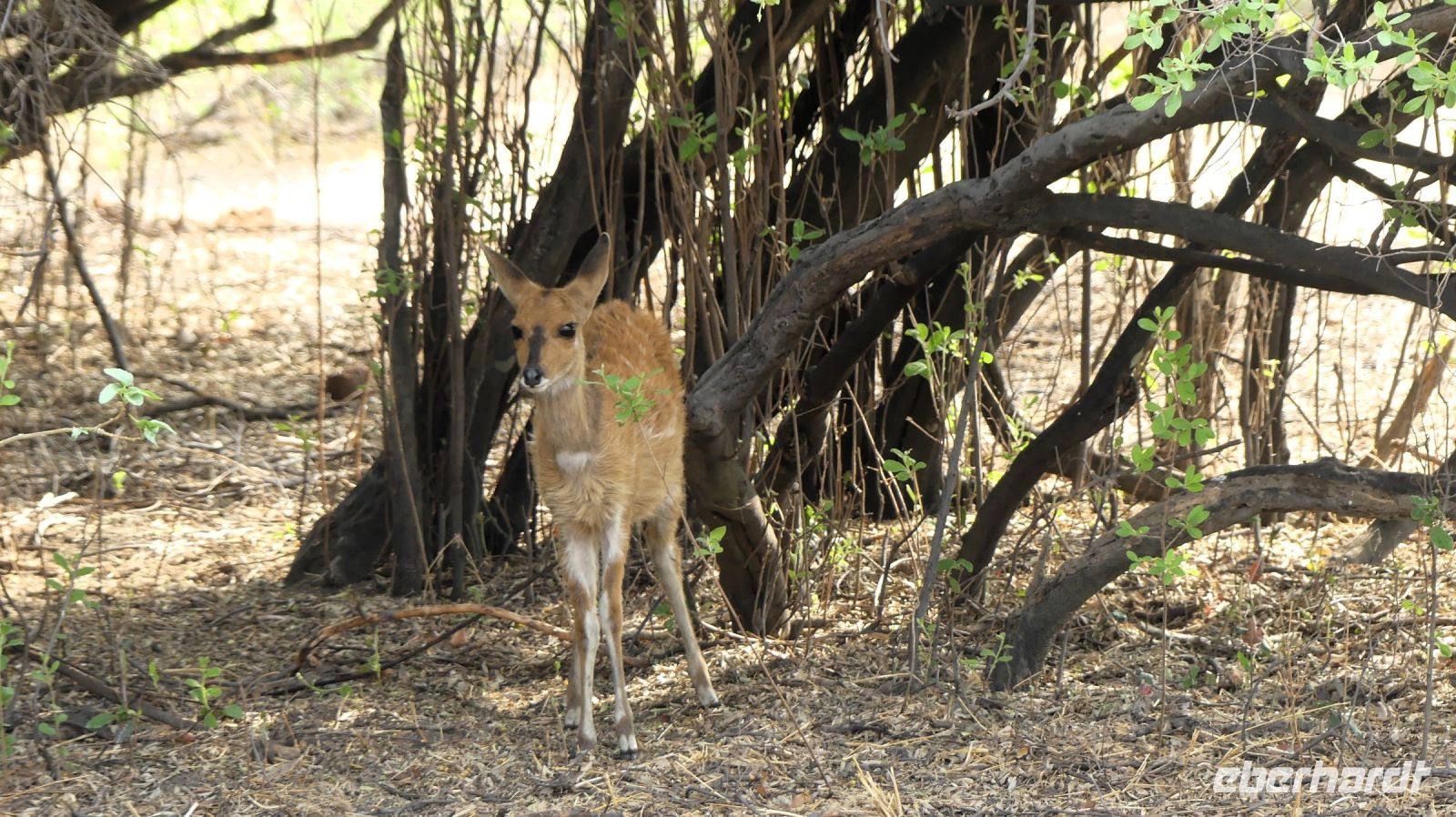 Namibia - Buffalo Park - Buschbock