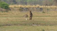 Namibia - Wasserbock am Okavango