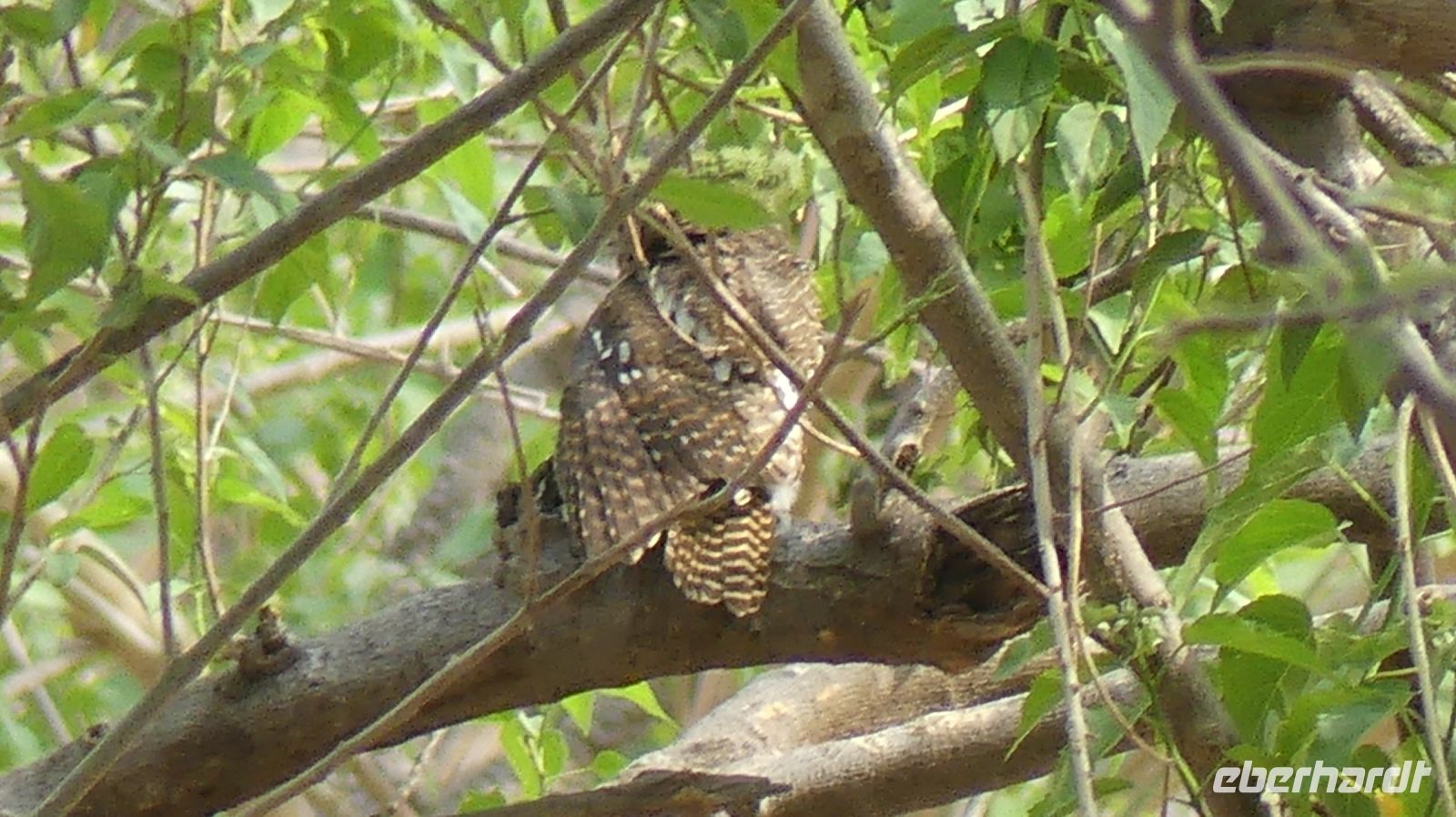 Namibia - kleine Eule im Baum