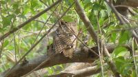 Namibia - kleine Eule im Baum