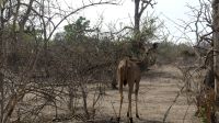 Namibia - Buffalo Park - Kudu