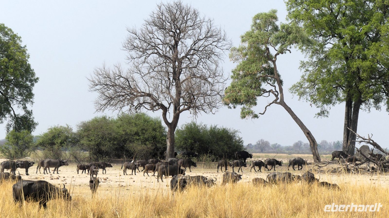 Namibia - Kaffernbüffel