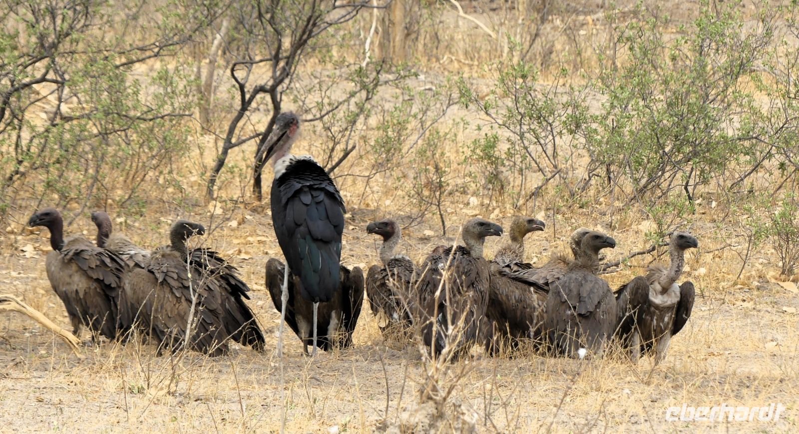 Namibia - Buffalo Park - weitere Gäste