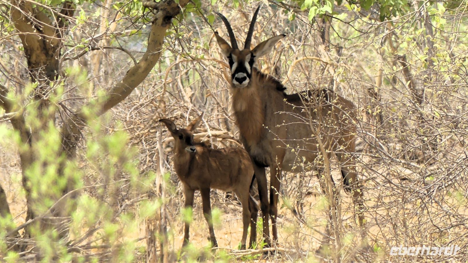 Namibia - Buffalo Park - Rappenantilopen