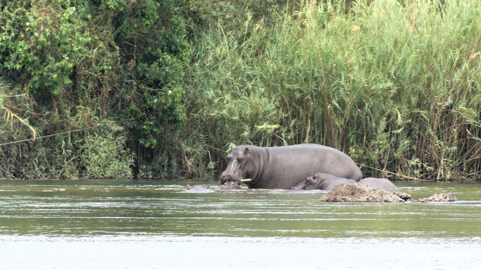 Namibia - Hippos vor der Haustür