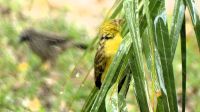 Namibia - faszinierende Vogelwelt am Okavango