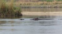 Namibia - Ndhovu Lodge - Abendessen mit Hippos