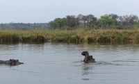 Namibia - Hippos im Okavango