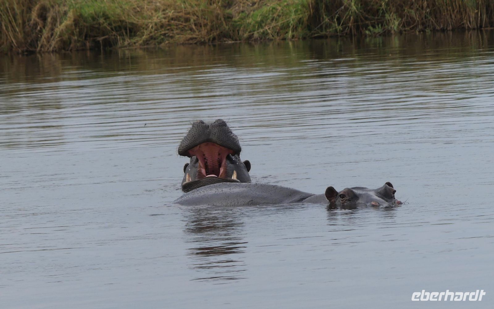 Namibia - Hippos im Okavango