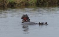 Namibia - Hippos im Okavango