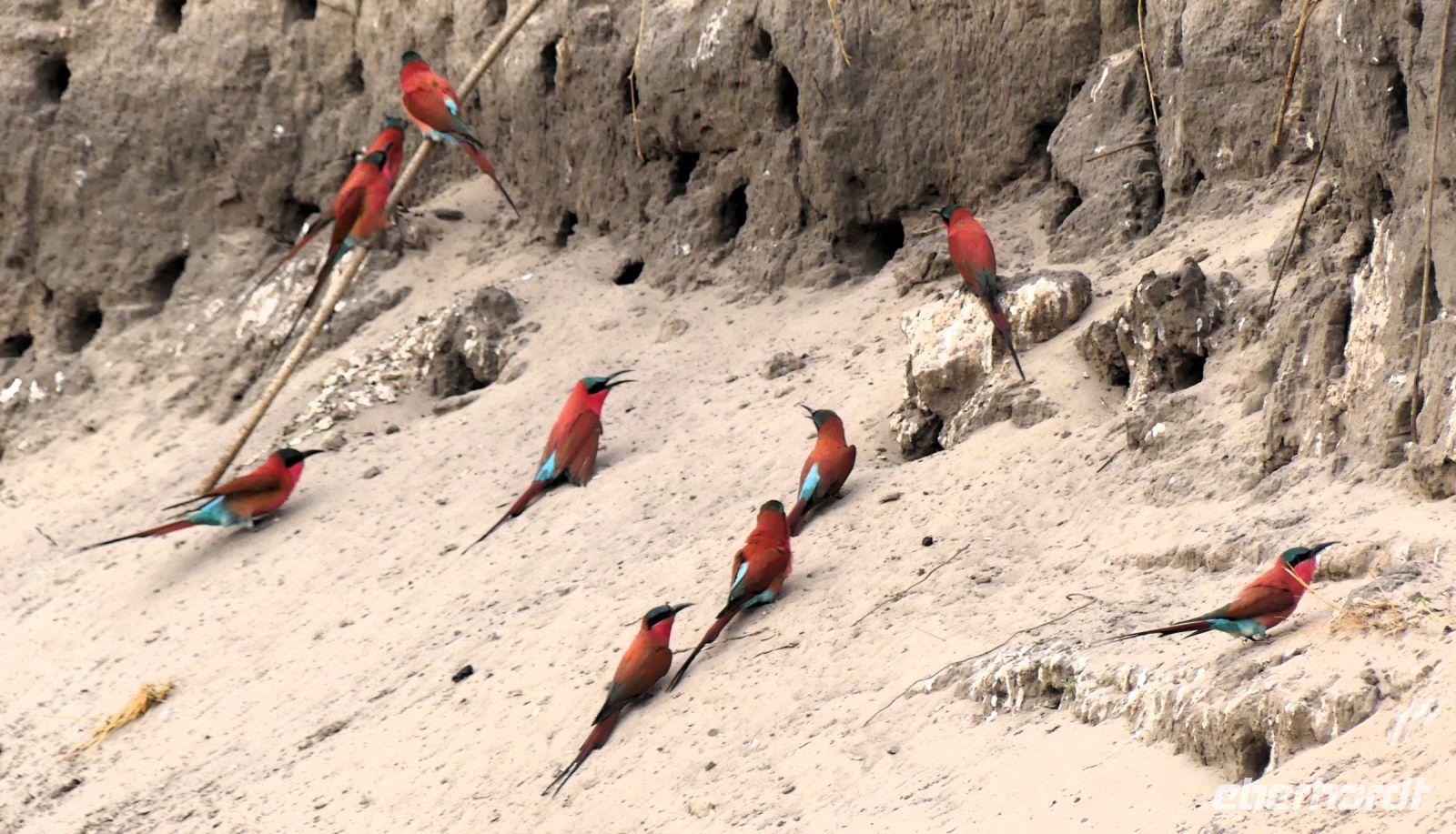 Namibia - Scharlachspinte