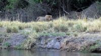 Namibia - Bootsfahrt auf dem Okavango - Löwe am Ufer