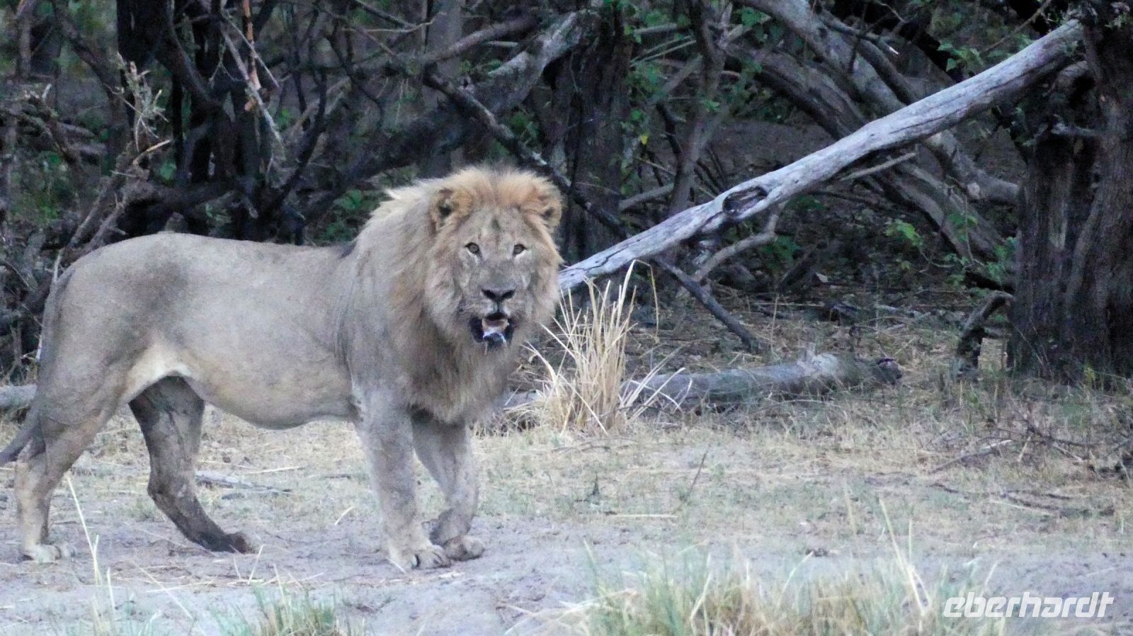 Namibia - Bootsfahrt auf dem Okavango - Löwe am Ufer