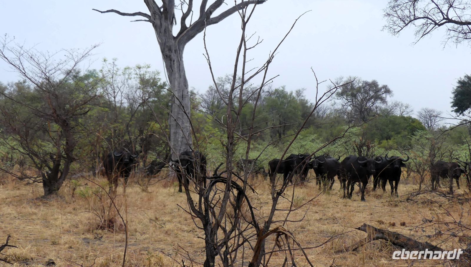 Namibia - Pirschfahrt im Mudumu Nationalpark