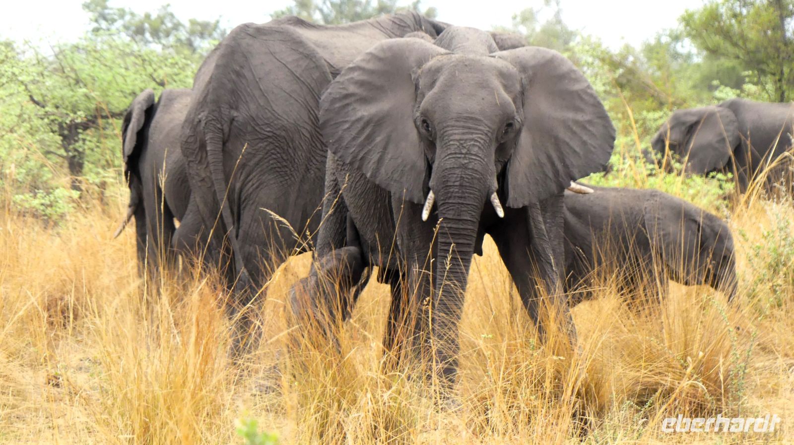 Namibia - Pirschfahrt im Mudumu Nationalpark