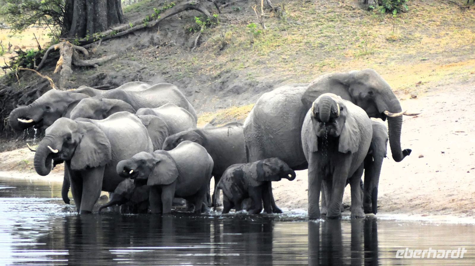 Namibia - Pirschfahrt im Mudumu Nationalpark - am Kwando