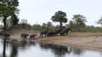 Namibia - Pirschfahrt im Mudumu Nationalpark - am Kwando