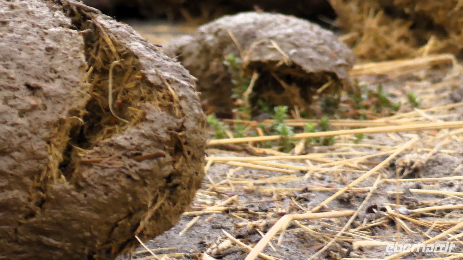 Namibia - Pirschfahrt im Mudumu Nationalpark