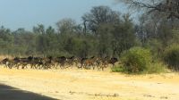 Namibia - Pirschfahrt im Mudumu Nationalpark - Rappenantilopen