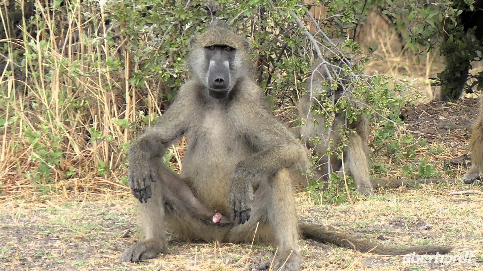 Namibia - Pirschfahrt im Mudumu Nationalpark - Pavian Boss